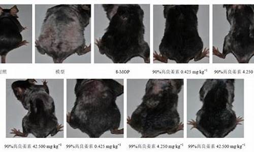 白癜风样小鼠皮肤脱色模型研究进展与思考_